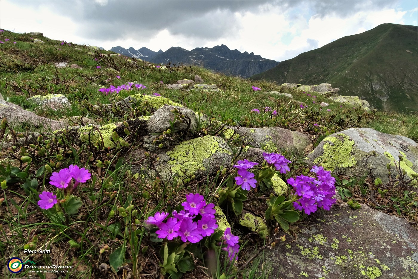 78  Primula irsuta (Primula hirsuta) sul Monte Avaro.JPG